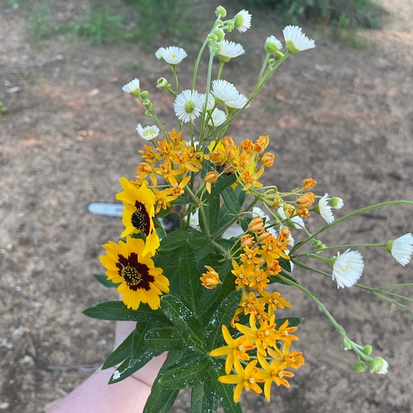 Meet your Posher, Elizabeth - Picture 5 of 10